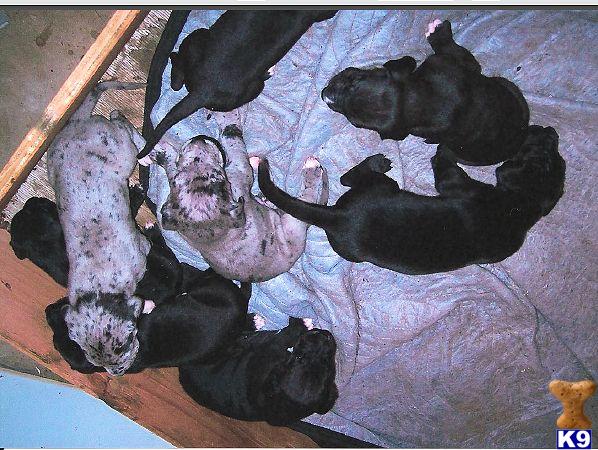 Puppies in WA